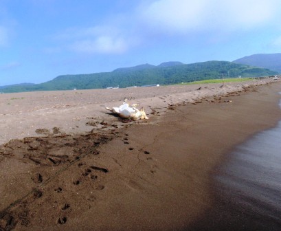 ２０１３浜益２４.jpg