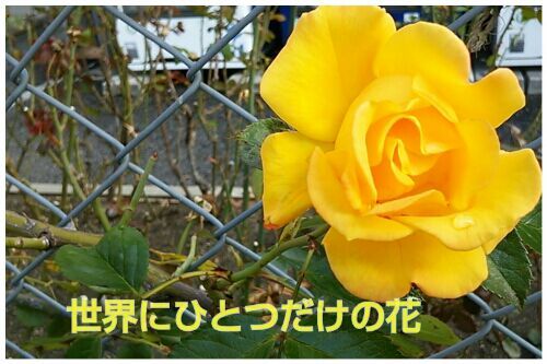 rblog-20161116184258-00.jpg
