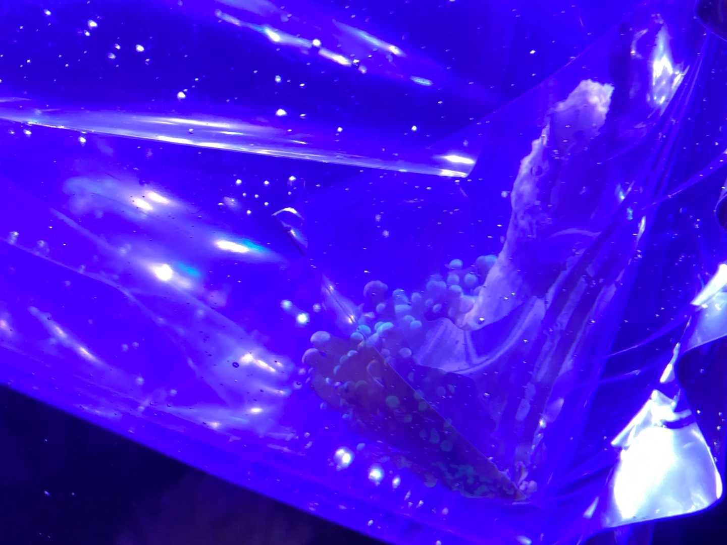 新たなる海水魚水槽31 コエダナガレハナサンゴ ありえないありえる水槽を作りたい ヲカマの日記 楽天ブログ