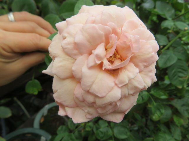 ヴァンサンカンに絞りが 枝変わりか 麗しのイヴ品種のバラたち ばぁばの薔薇の花園 楽天ブログ