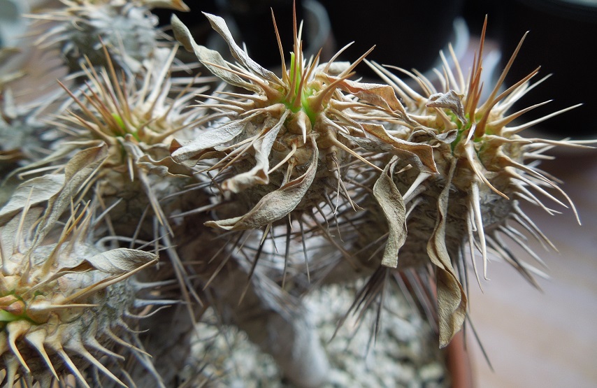 ギラウミニアナ6-4-1