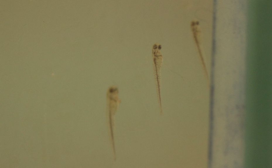 金魚孵化2(IMG_8511 30trimγ).jpg