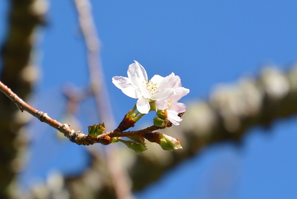 十月桜