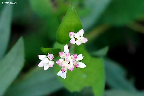ミゾソバ（溝蕎麦、タデ科）