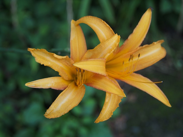 P7160400.jpg