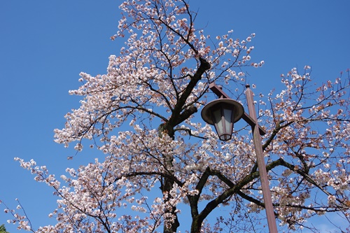 井の頭恩賜公園にて