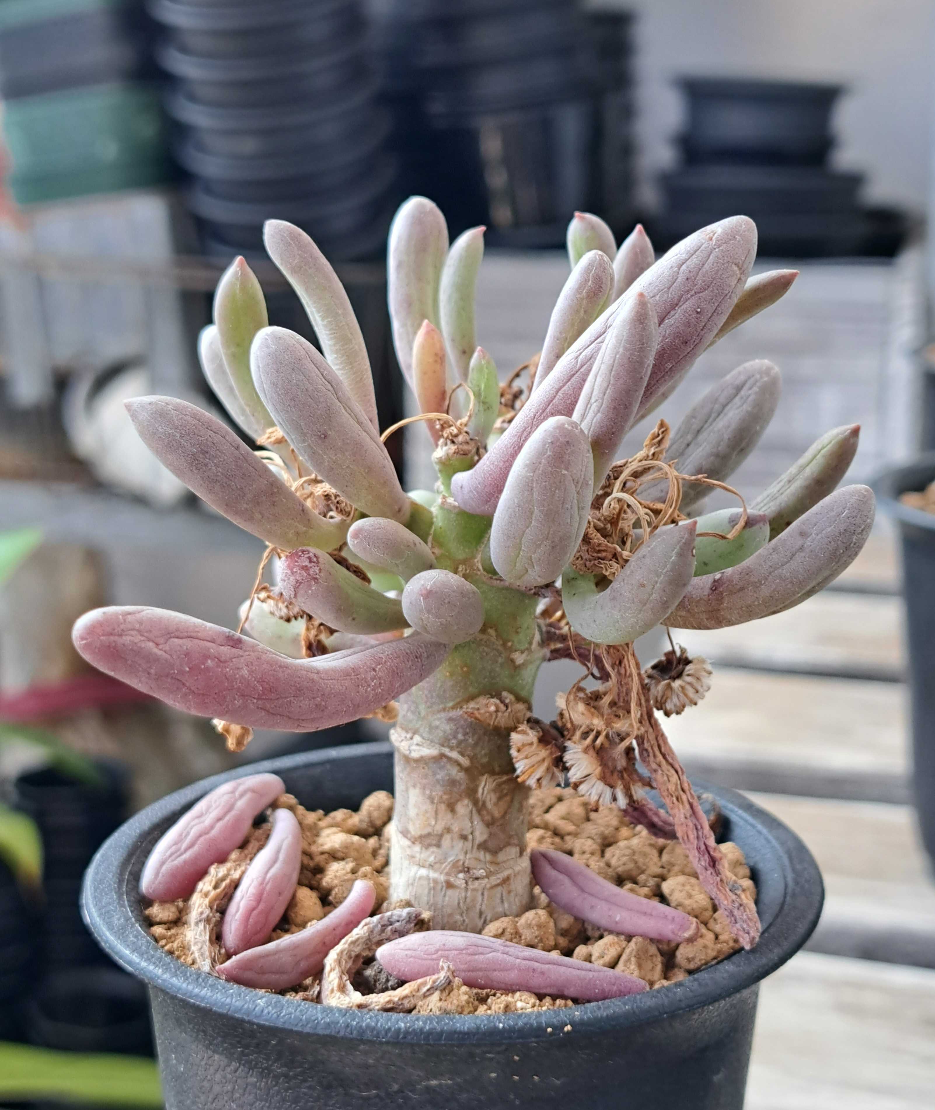 クラビフォリア. いまだよく分からんヤツ | デルオの多肉日記 - 楽天ブログ