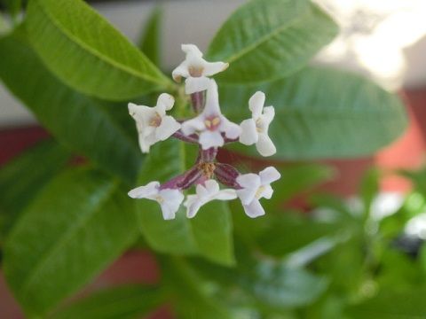 レモンバーベナ いい匂い 荒山徹 竹島御免状 静かな時が流れる 風の庭 楽天ブログ