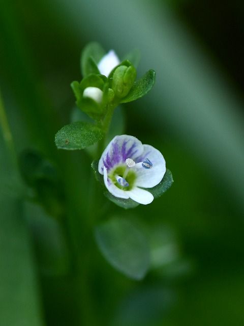 初秋の入笠山に咲く花 トリカブト トモエシオガマ コテングクワガタほか Himekyonの部屋 楽天ブログ