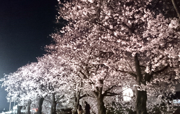潤井川の夜桜(1).JPG