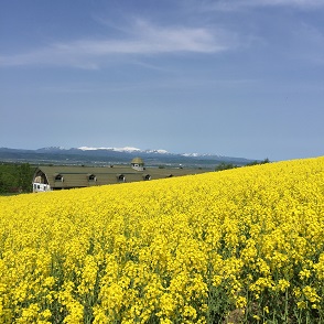 菜の花１２高原２.JPG