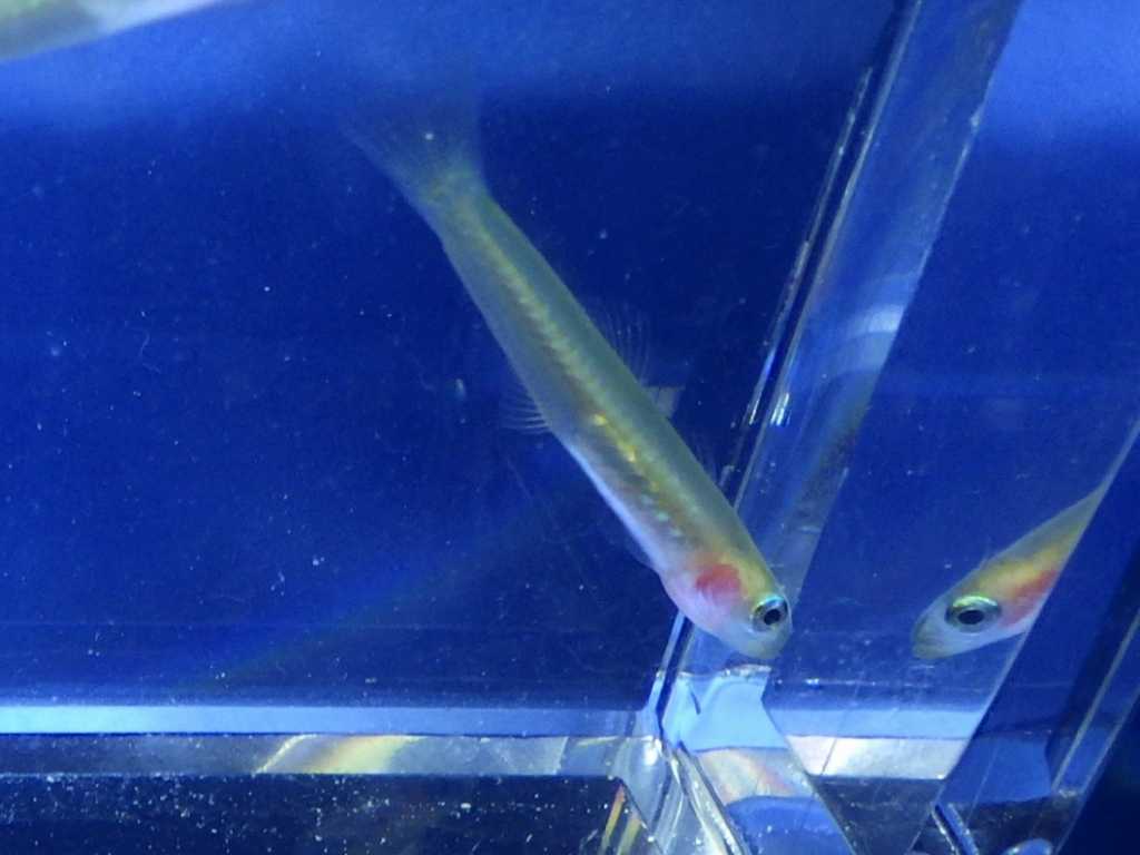 クロユリハゼ属の一種（Ptereleotris sp.）2　和歌山採集