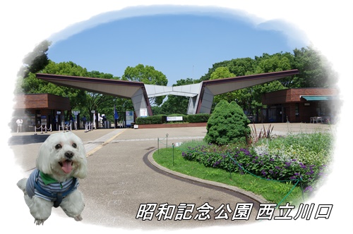 昭和記念公園にて