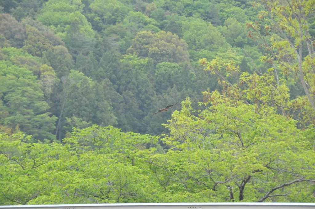 第13回醍醐山一斉登山（6）また秋に | 醍醐山と下部（しもべ）温泉 - 楽天ブログ