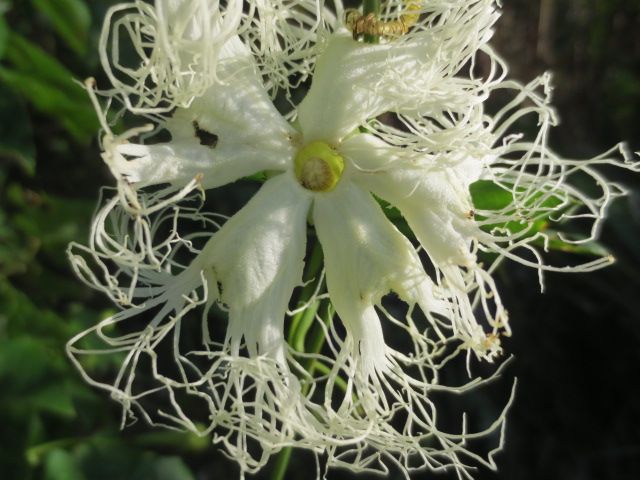 畑の不気味な花 バラの消毒と賑やかに咲く庭のバラたち ばぁばの薔薇の花園 楽天ブログ