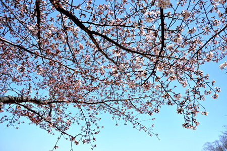 桜3