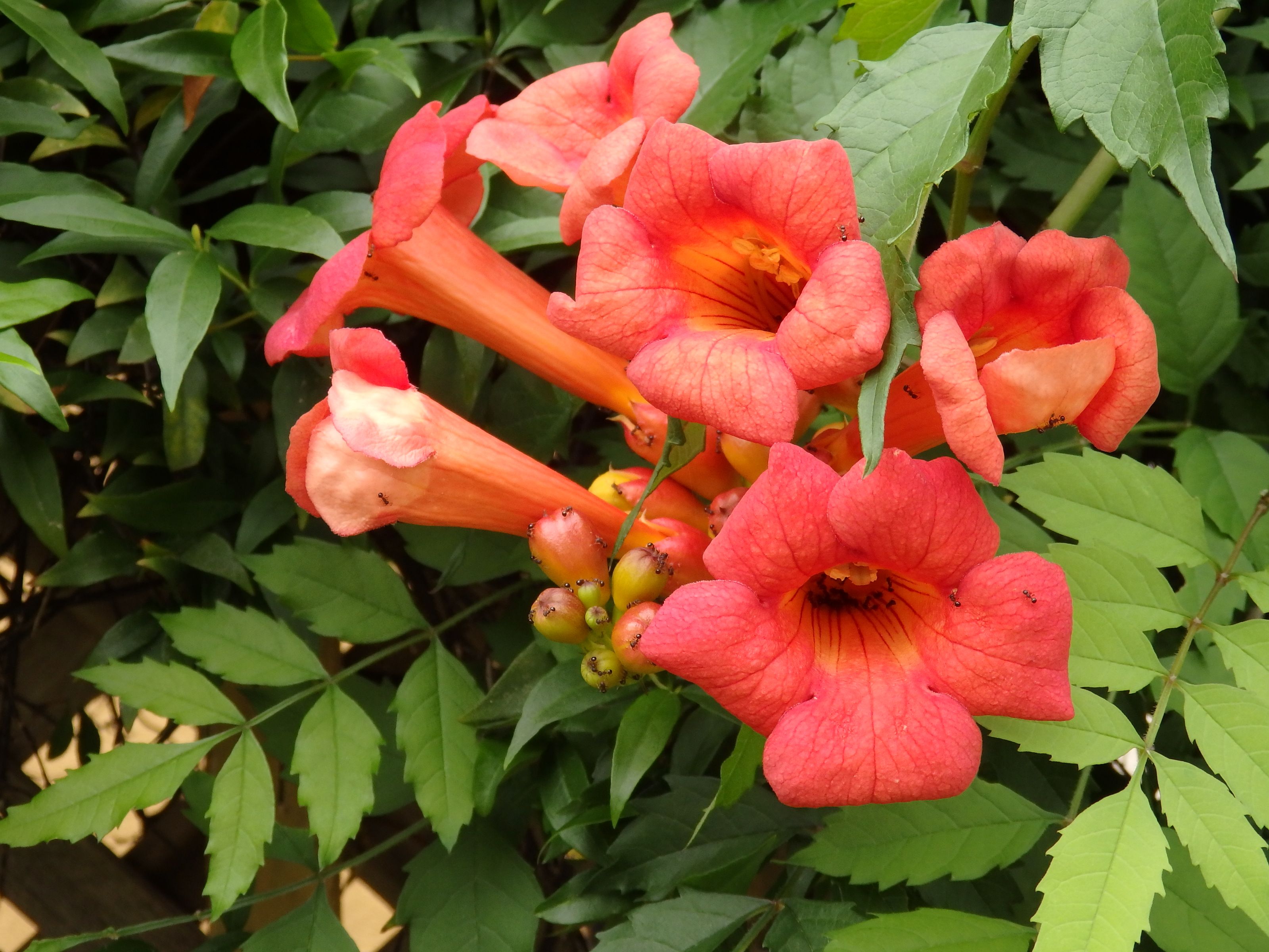 ６月の花木たち Kimi Teaの花日記 楽天ブログ