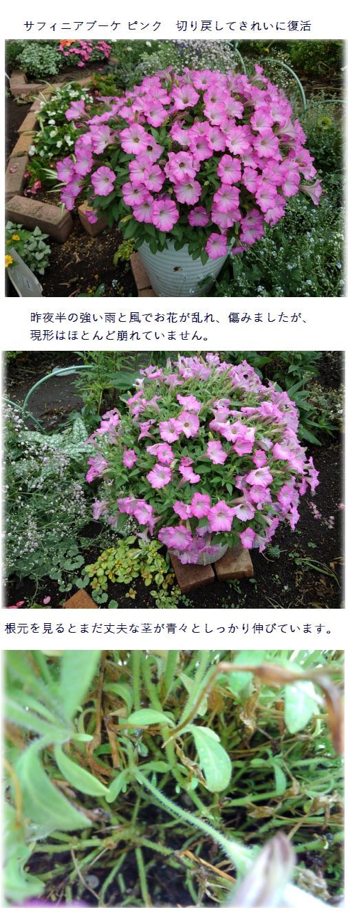 アリッサムの切り戻し サフィニアの切り戻し 挿し芽苗の仮植え 小さな花宇宙 そして それから 老いふたりの小宇宙 楽天ブログ