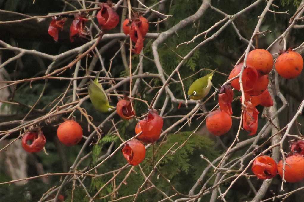 498