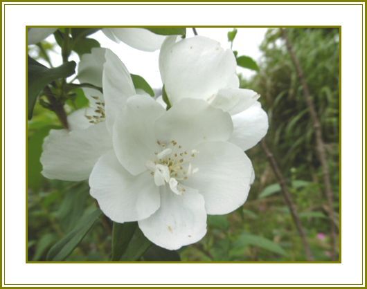 令和２年６月12日 梅花空木豪華に咲いて白美人 花の歳時記 天南星の魅力 山野草 楽天ブログ