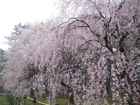 しだれ桜