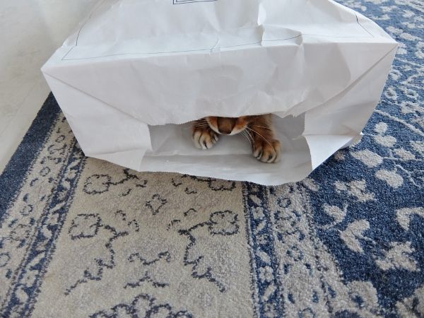 猫と紙袋 