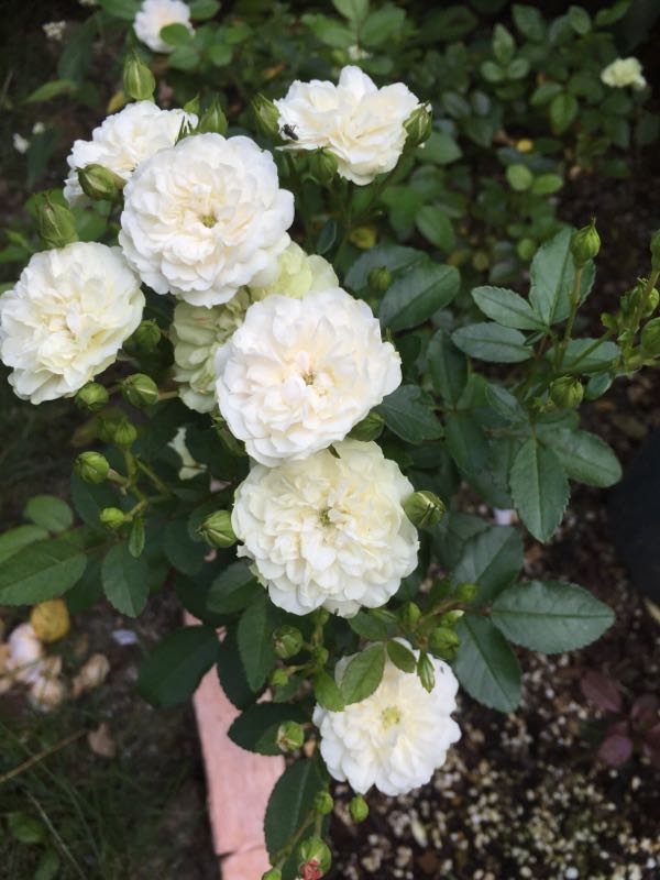 rblog-20160718234419-03.jpg