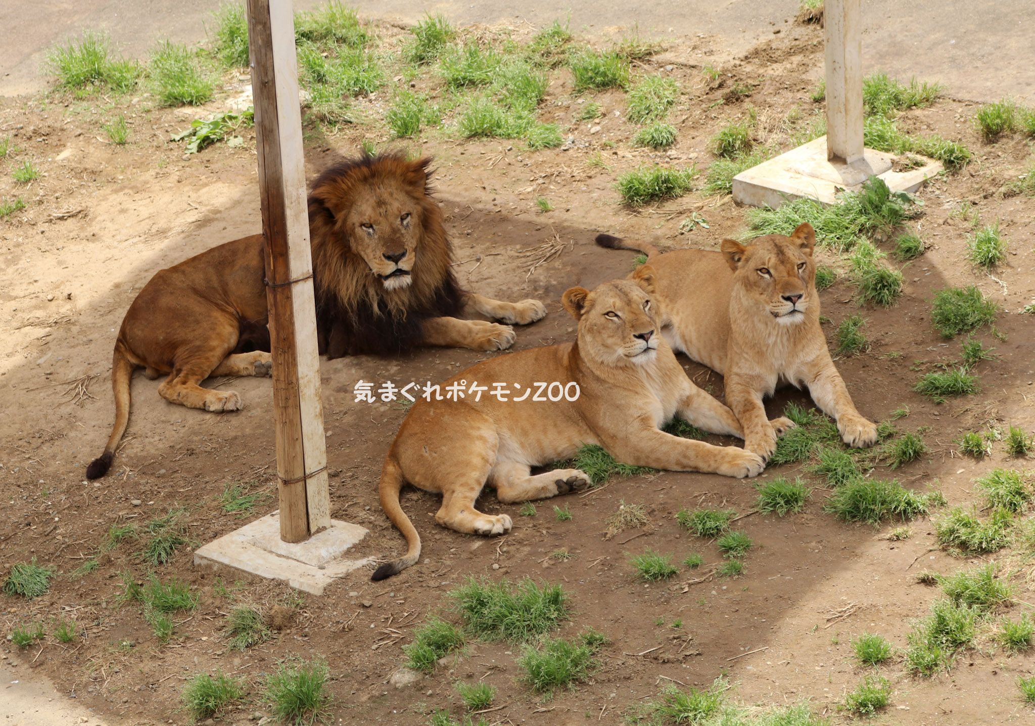 多摩動物公園 気まぐれポケモンzoo 楽天ブログ