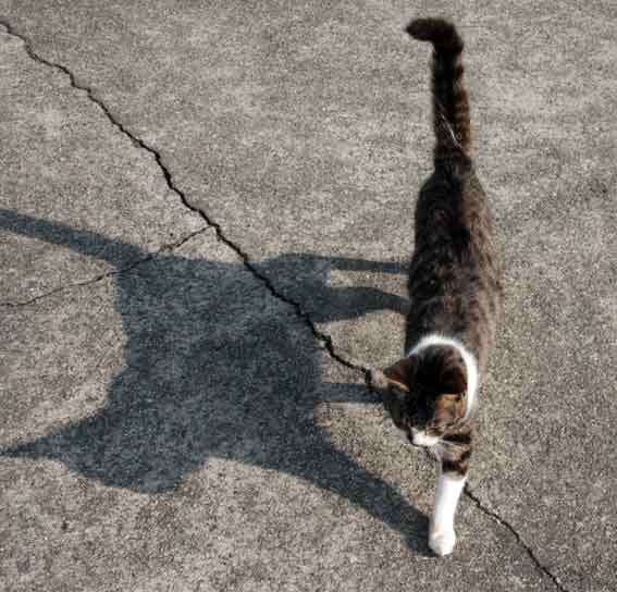 我が家のニャンコ♪2013/1/8-3