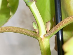 マザーリーフ花芽