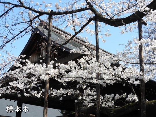 靖國神社