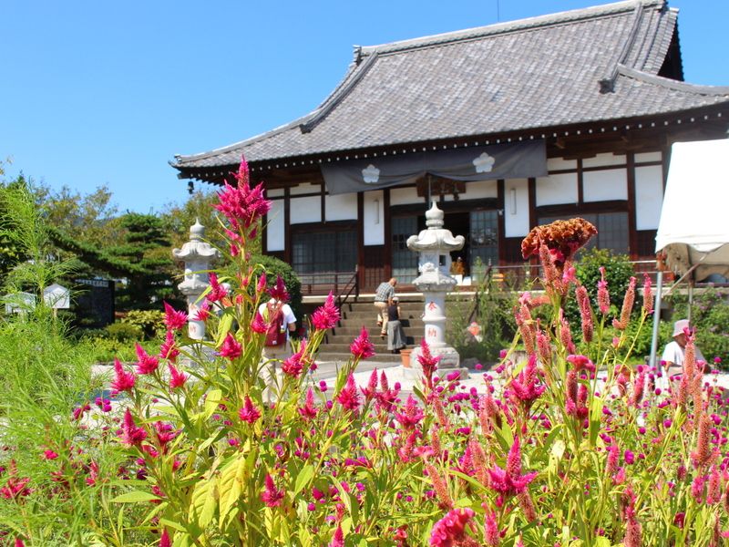 【秋の七草寺現地リポート②】桔梗の多宝寺 | 花のおもてなし長生館スタッフのブログ - 楽天ブログ