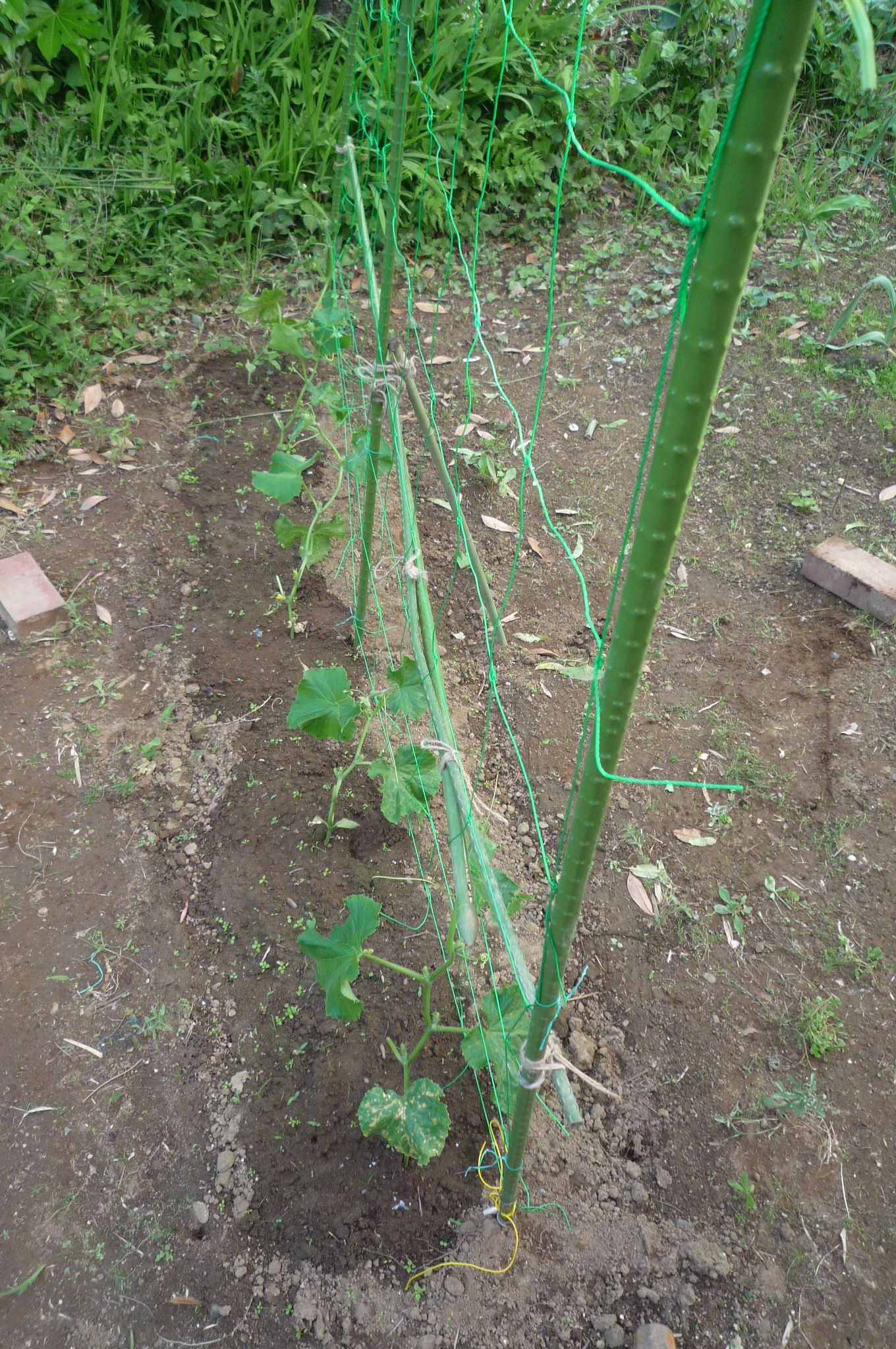 キュウリに支柱を立て蔓受けを張りました 茉優 翔 家庭菜園ブログ 楽天ブログ