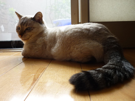 たぬ尻尾