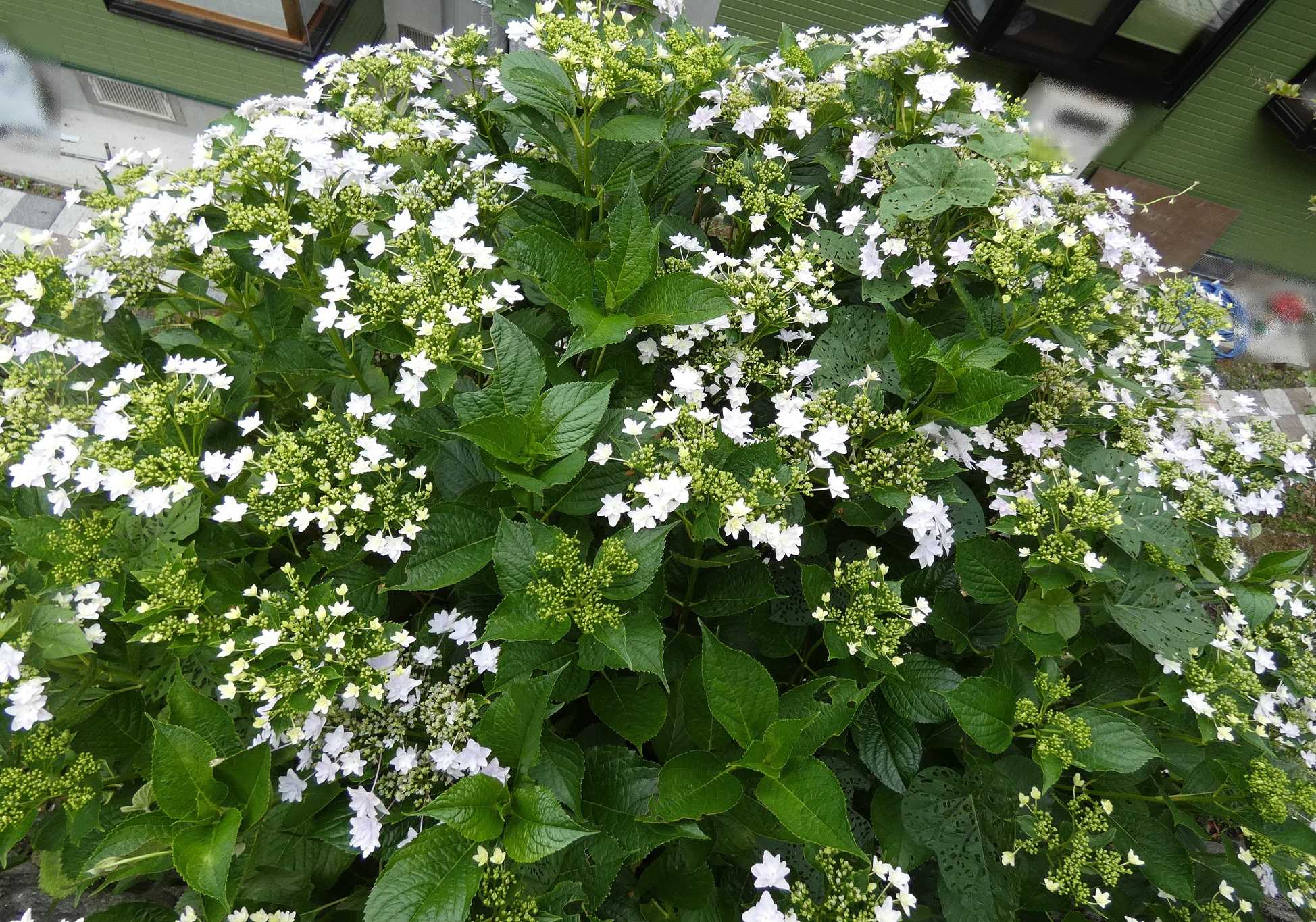 我が家の紫陽花ロード スミダノハナビがあがっていた すぷーん ガーデン 楽天ブログ