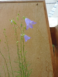 イトシャジンＭ