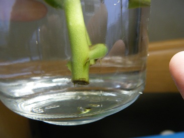 ウツボカズラの根の様子.jpg