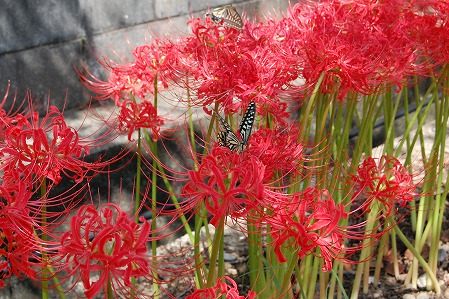 s-DSC_0476.jpg