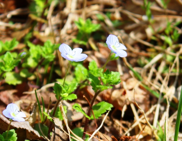 20140330 flower 3.jpg