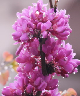 ハナズオウ　4.18　2014