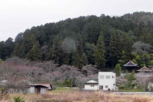 大仙寺.jpg