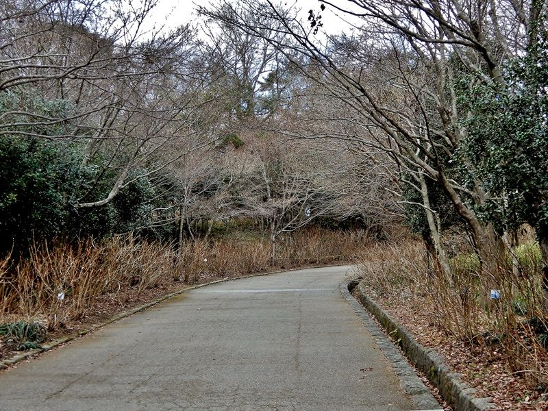 あじさい坂9