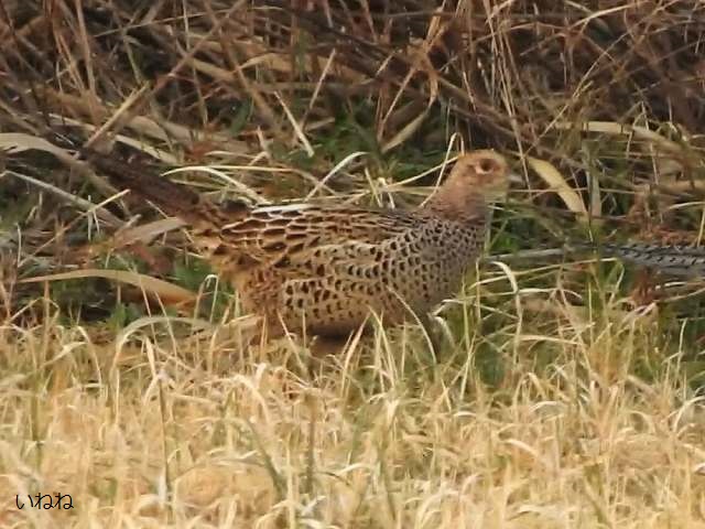 キジ（雉）_オスはメスを守っている感じでした！ | いねねの趣味三昧（昆虫・野鳥・古寺巡り・読書・木工・語学など） - 楽天ブログ
