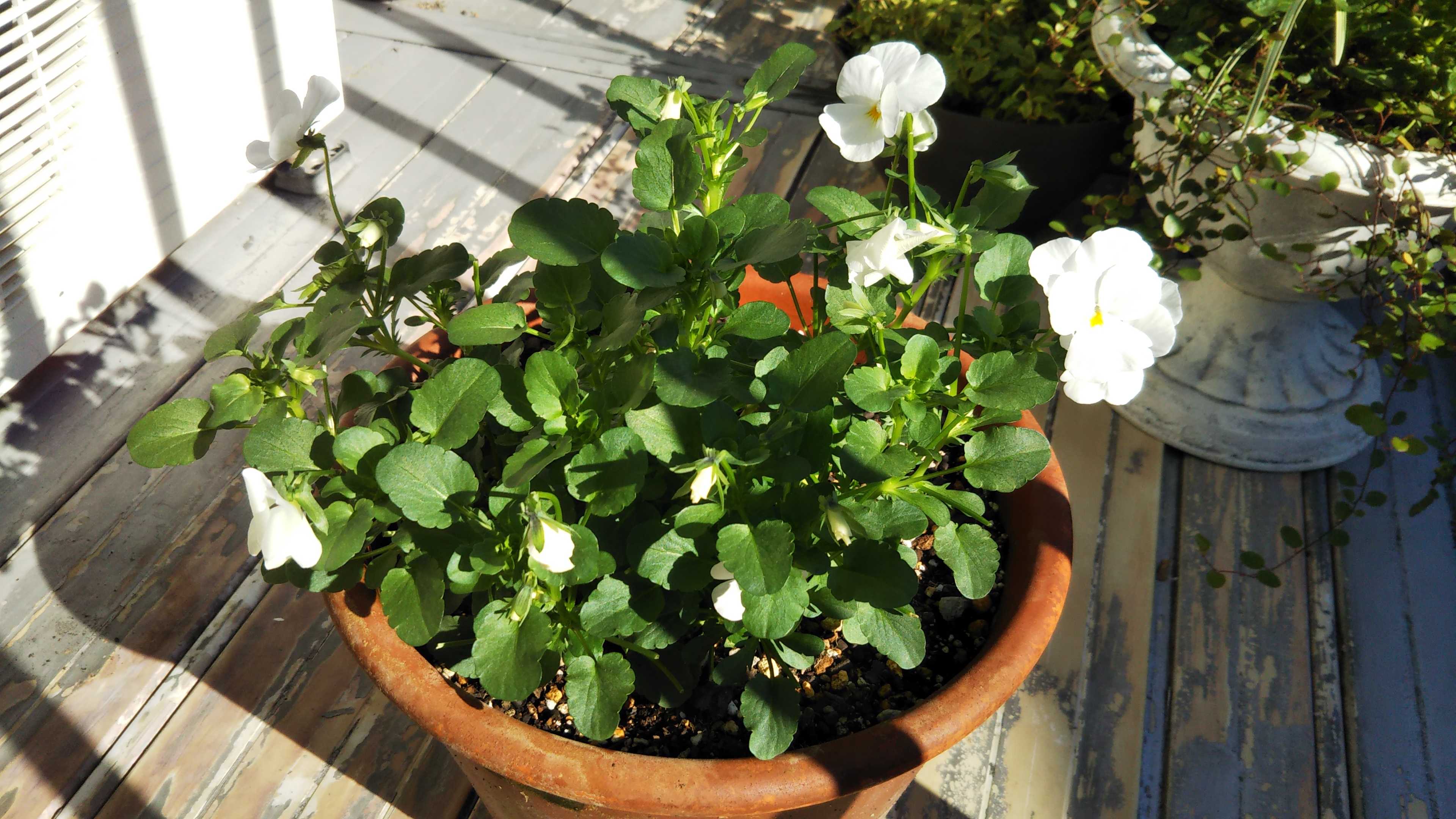 冬越し開始 ディージェイ切り戻してベランダ生活 シェードガーデンと猫 楽天ブログ