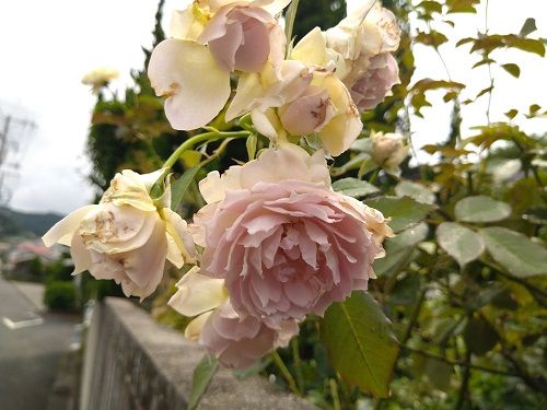 何とか生きてます La Vie En Rose The Life In Rose 楽天ブログ