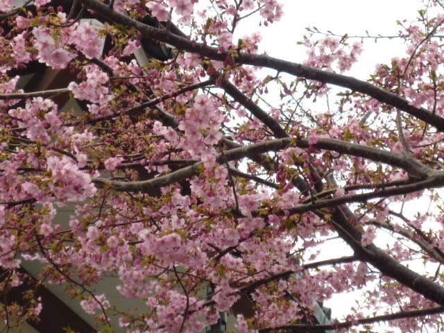 P1020394.JPG