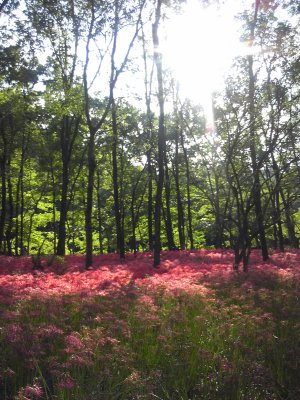 曼珠沙華12.jpg