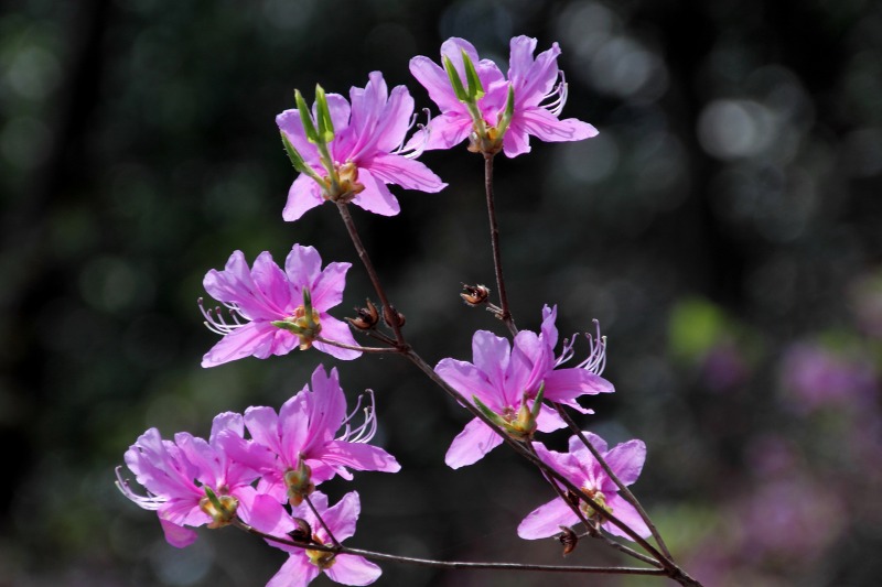 豊中市宮山躑躅園_4-2.jpg
