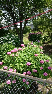 DSC_0010.JPG