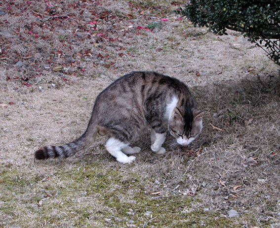 我が家のニャンコ♪2015/3/9-3